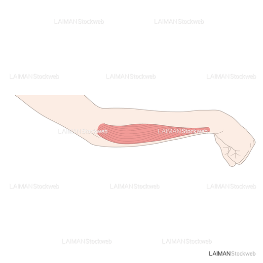 神経根障害高位診断(尺側手根屈筋)