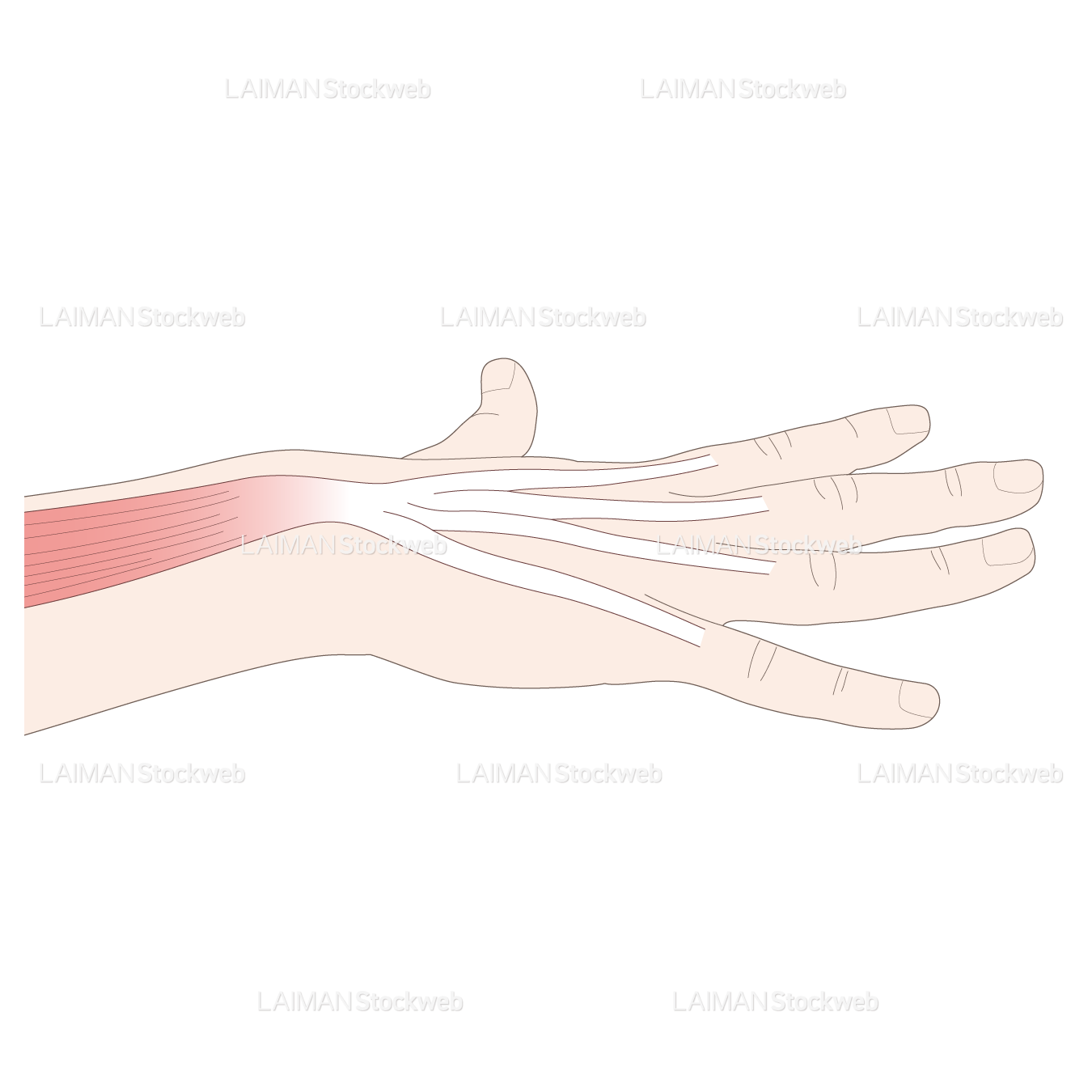 神経根障害高位診断(指伸筋)