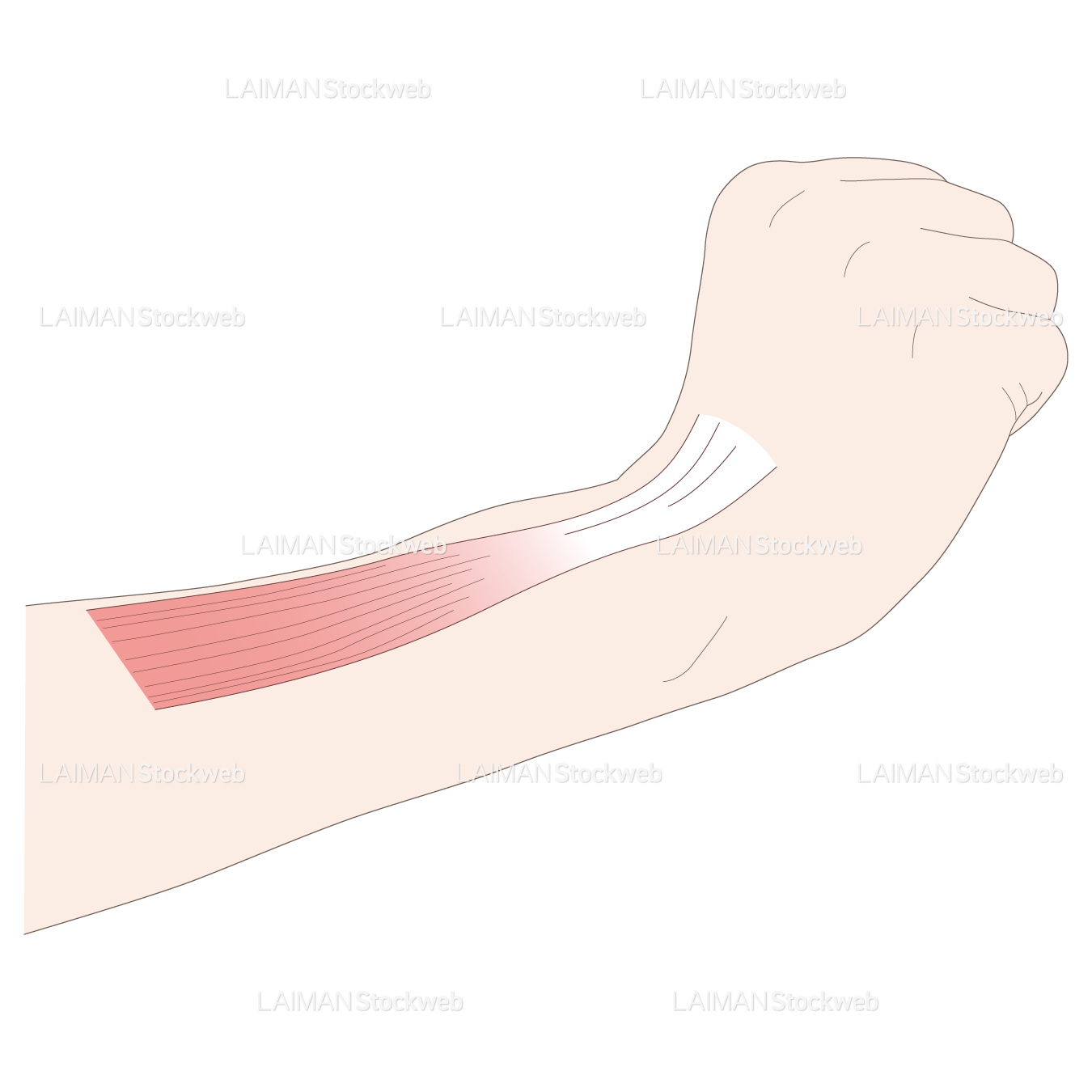 神経根障害高位診断(長橈側手根伸筋:伸展)