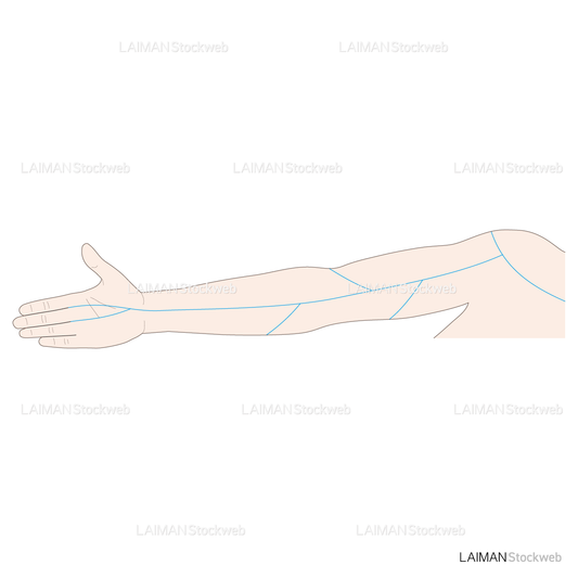 神経根障害高位診断(神経の分布:上肢)