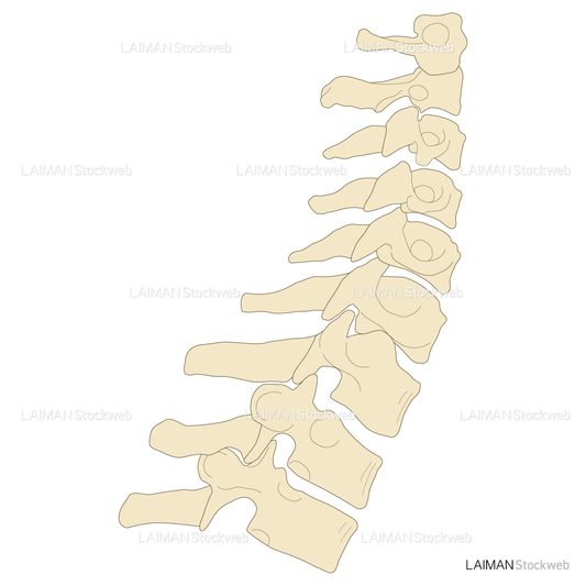 神経根障害高位診断(脊髄)