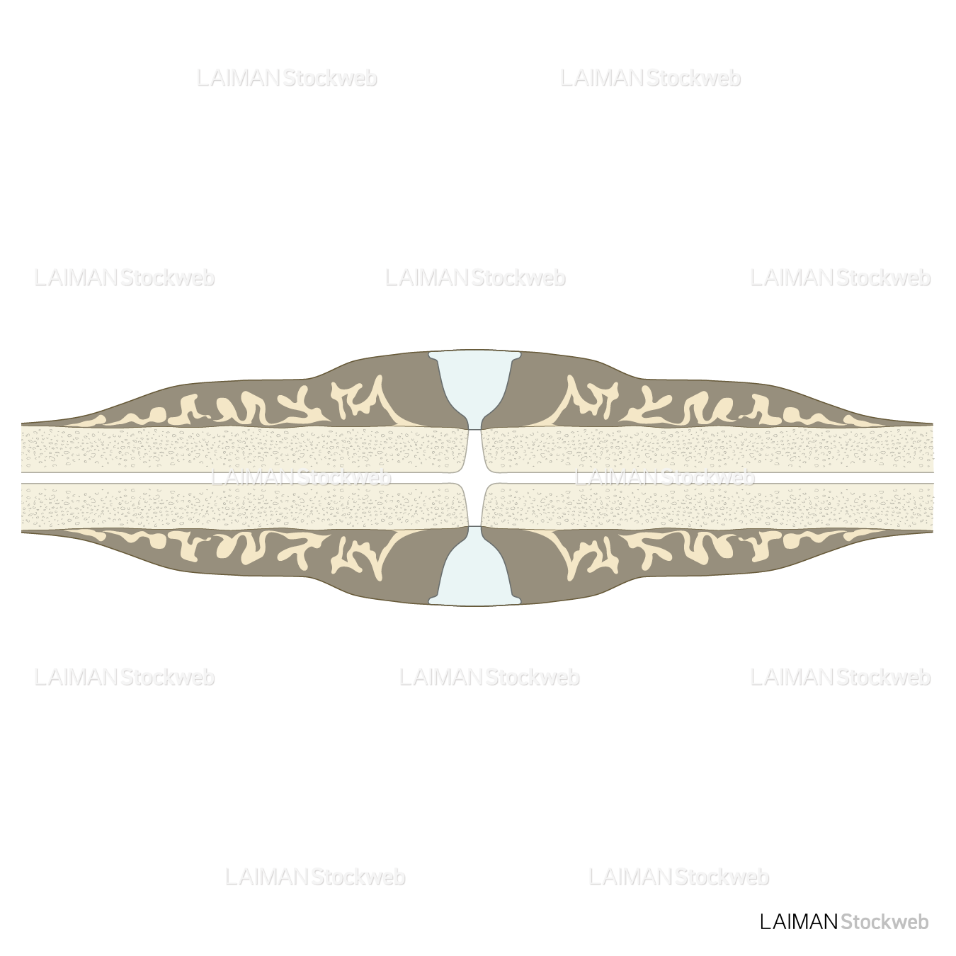 骨折治癒の段階(軟骨形成)