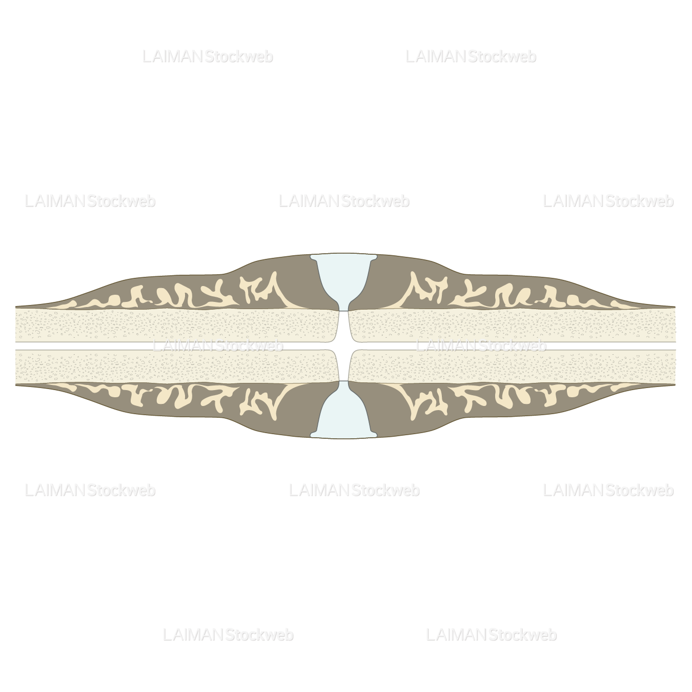 骨折治癒の段階(軟骨形成)