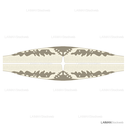 骨折治癒の段階(内軟骨性骨化)