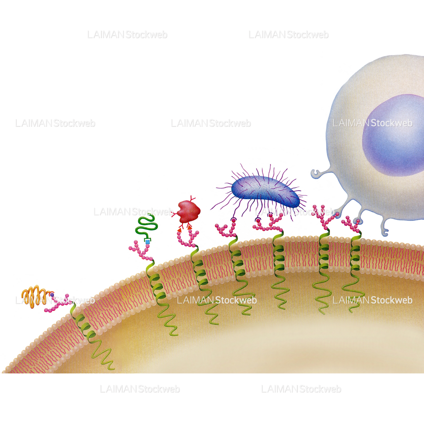 細胞表面(細胞認識における炭水化物)