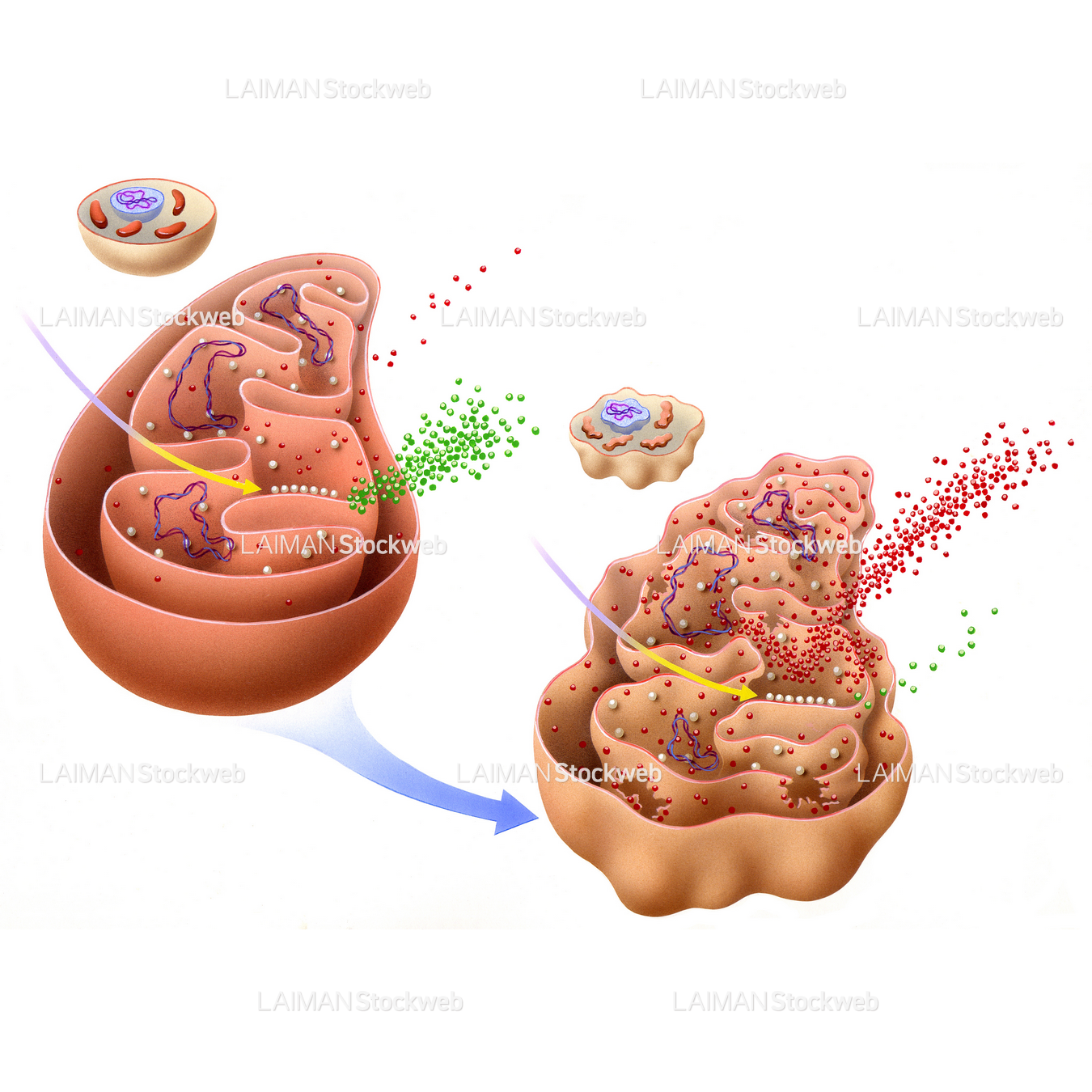ミトコンドリアにおけるフリーラジカル(老化の理論)