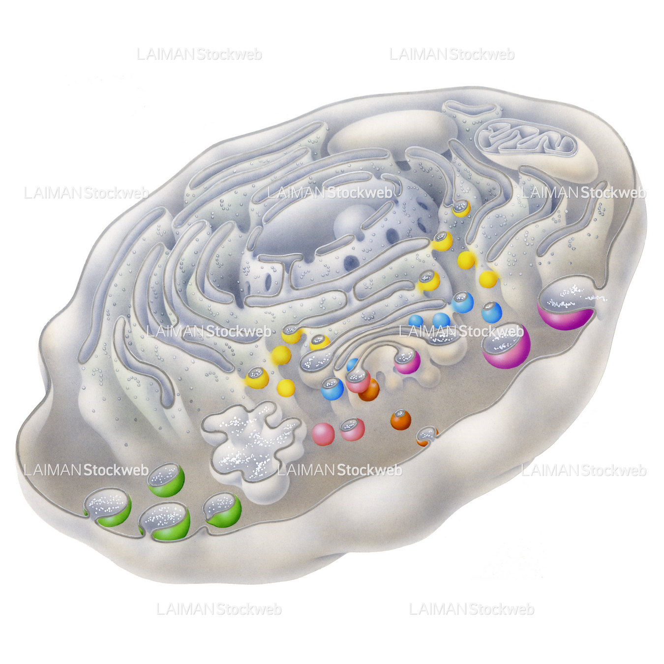 メンブレントラフィック(小胞輸送)
