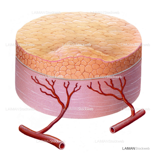 血管形成1(/5)(がんと血液供給)