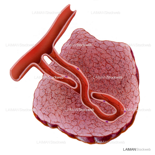 血管形成3(/5)(がんと血液供給)