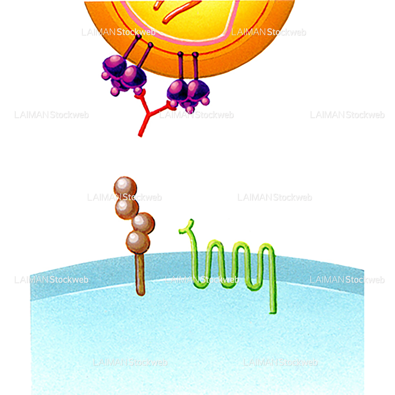 抗体によるHIVの阻止(HIVワクチン)