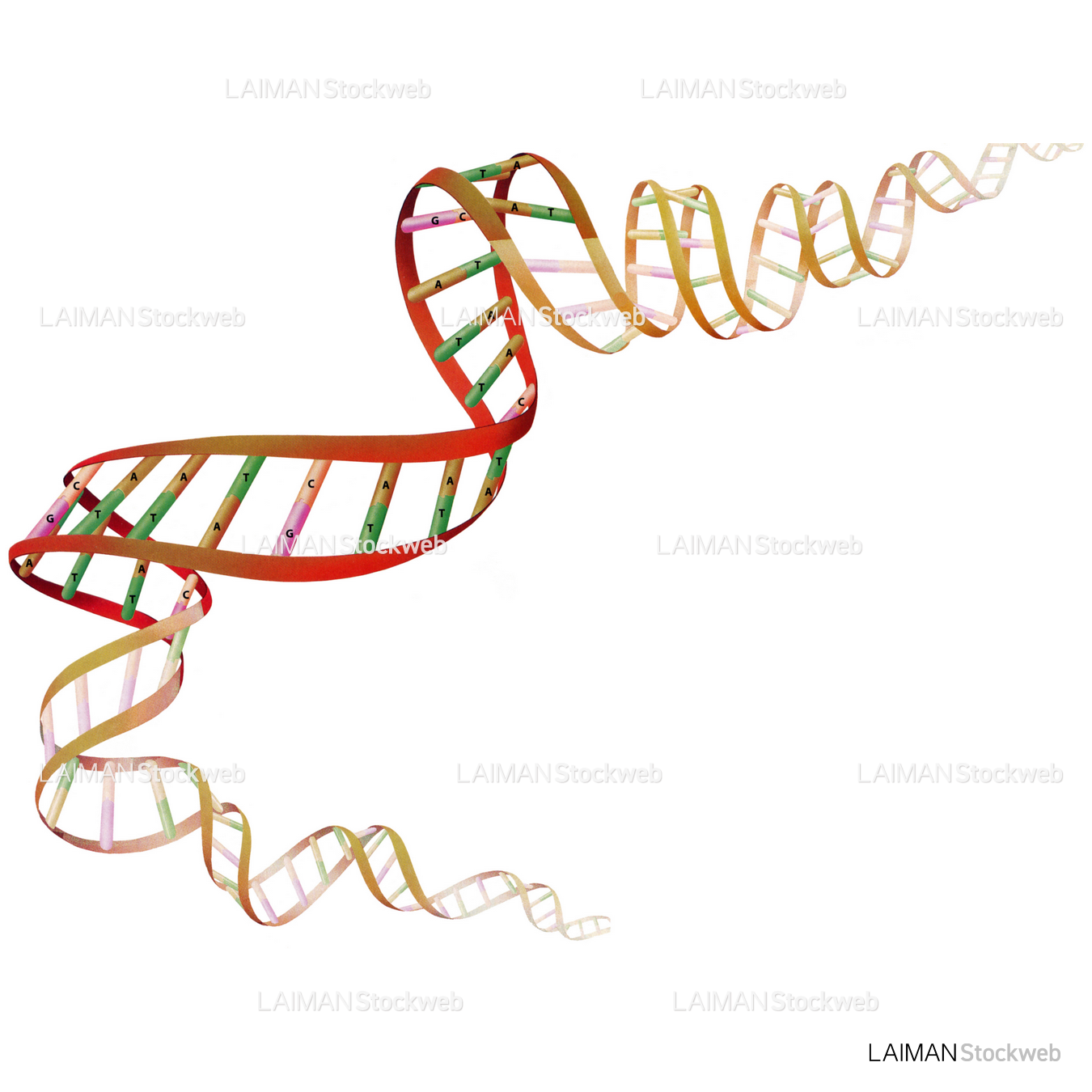 DNA