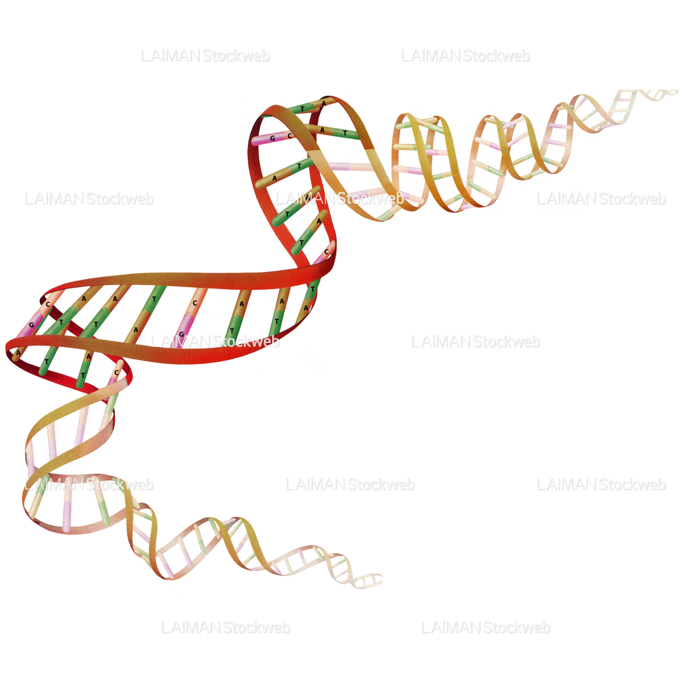 DNA