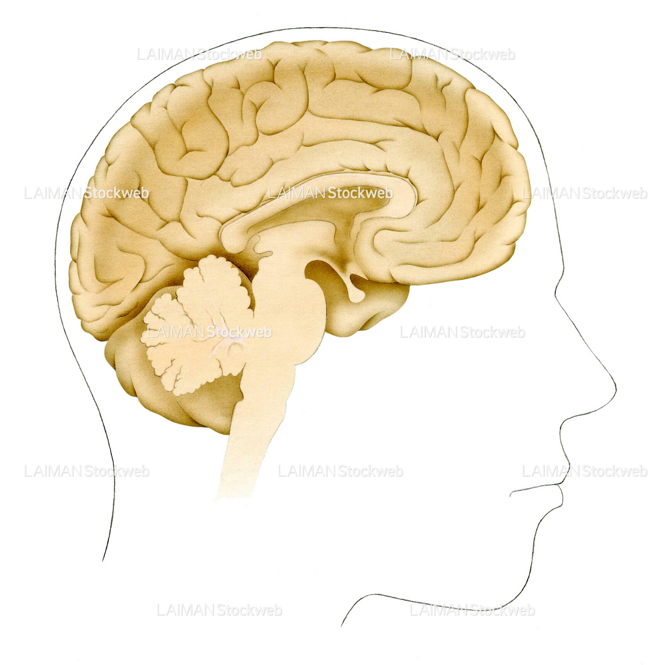 ヒトの脳(断面図)