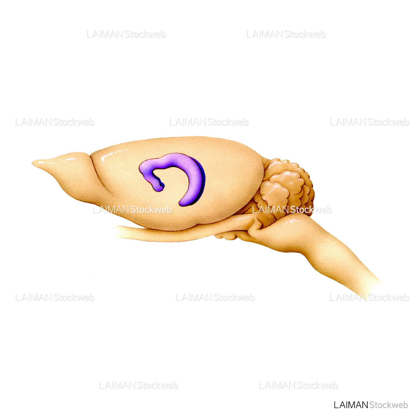 ラットの脳
