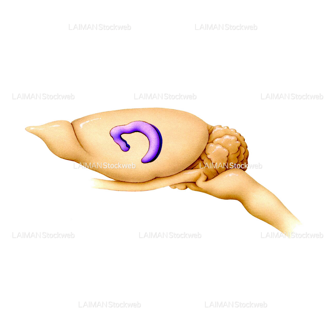 ラットの脳