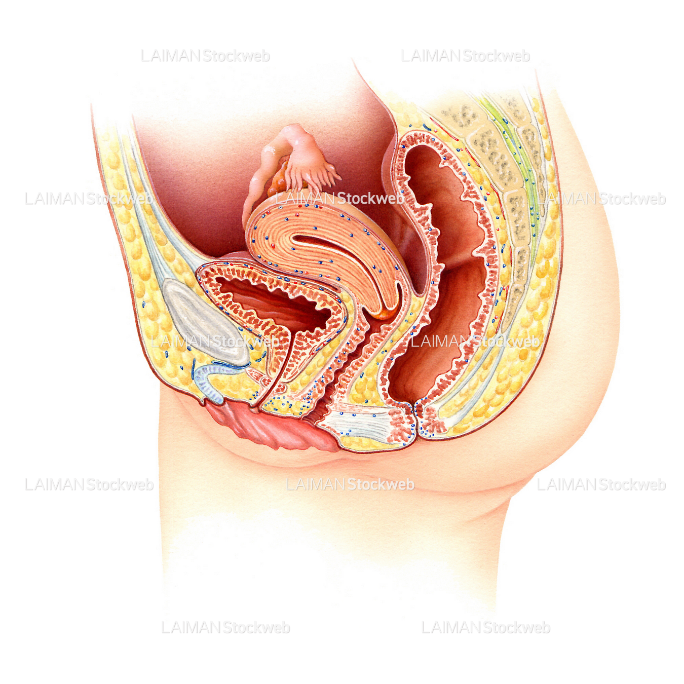 女性の膀胱と尿道(正中矢状断)