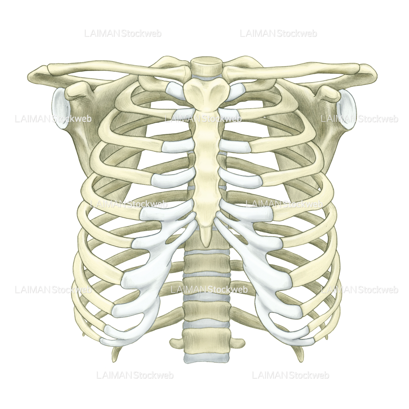 胸郭、上肢帯(フルカラー)