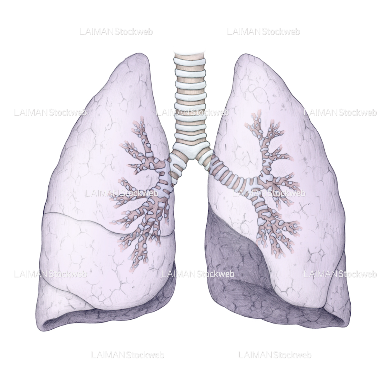 肺、気管支(フルカラー)