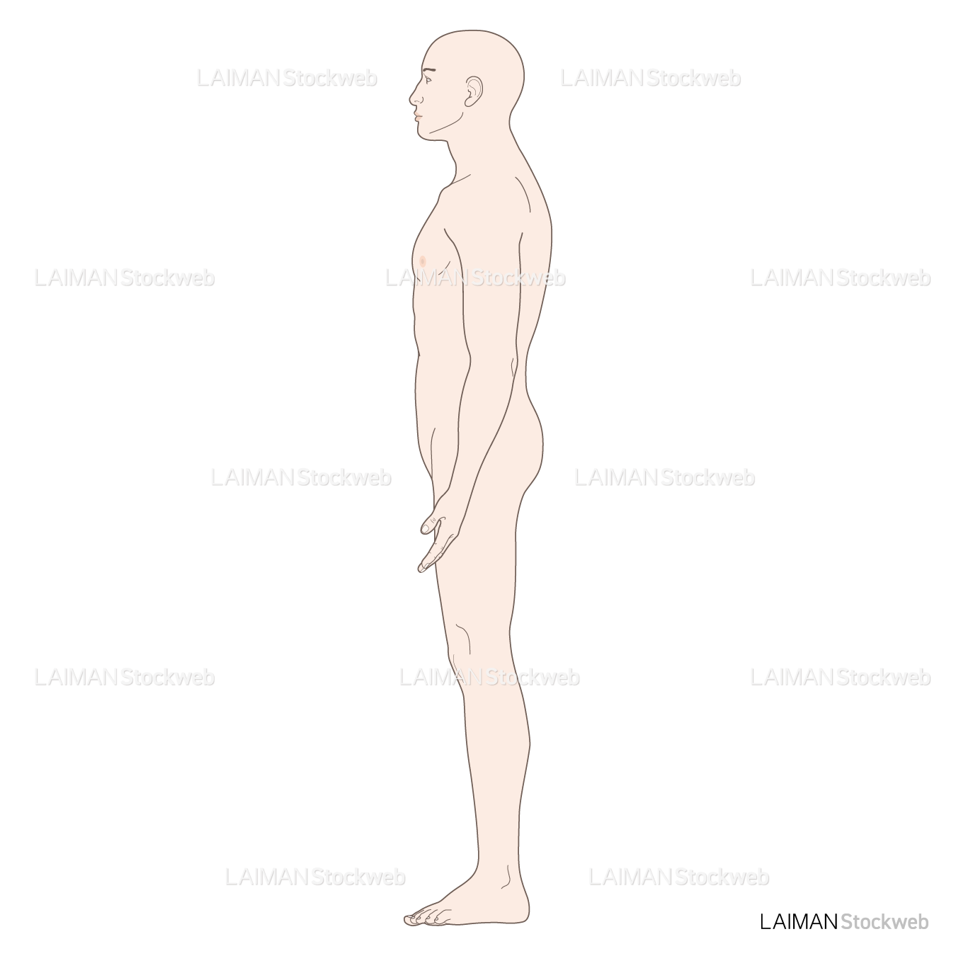 男性体表 (側面 髪・生殖器なし)