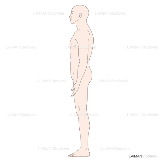 男性体表 (側面 髪・生殖器なし)