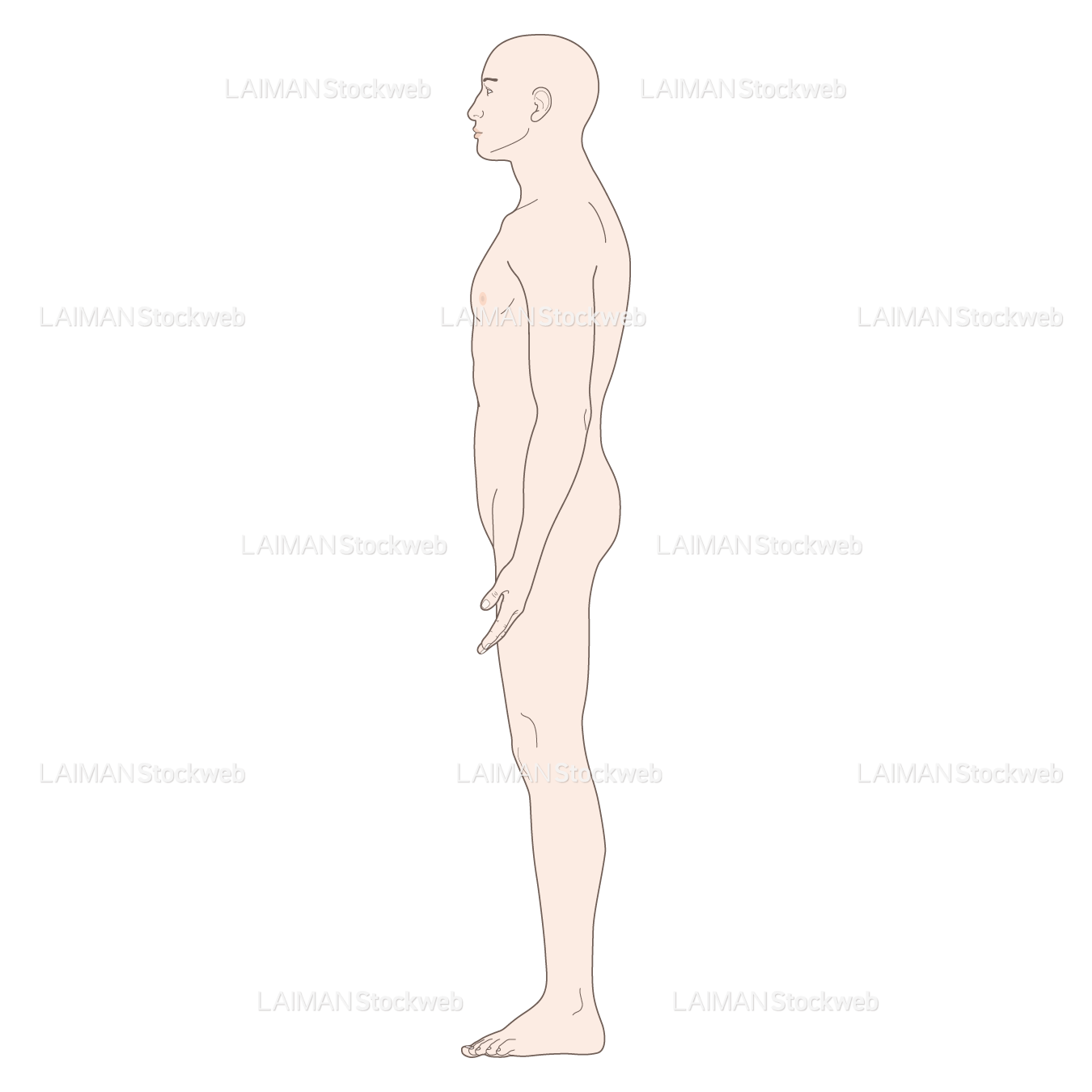 男性体表 (側面 髪・生殖器なし)