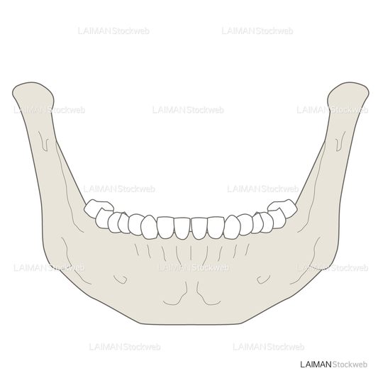 女性骨格 (下顎骨 前面)