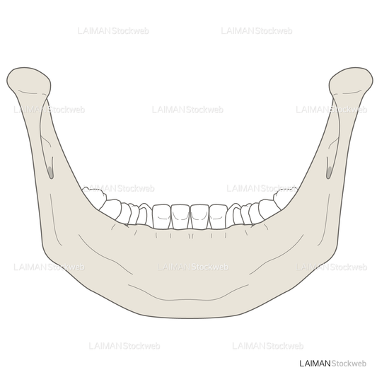 女性骨格 (下顎骨 後面)