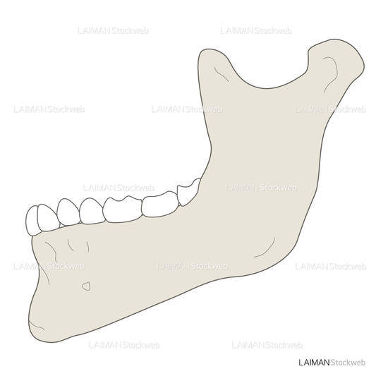 女性骨格 (下顎骨 側面)