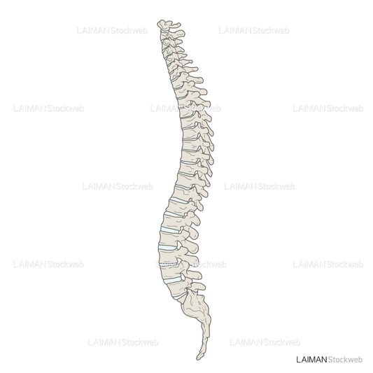 女性骨格 (脊椎 側面)