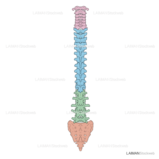 女性骨格 (脊椎 色分け 後面)