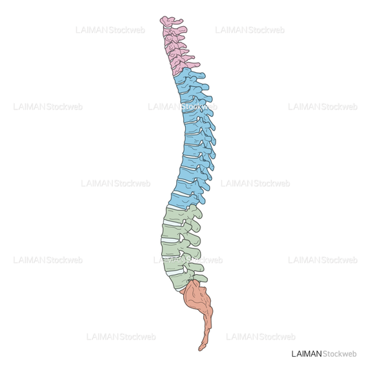 女性骨格 (脊椎 色分け 側面)