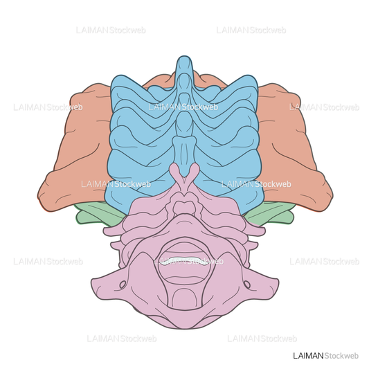 女性骨格 (脊椎 色分け 上面)
