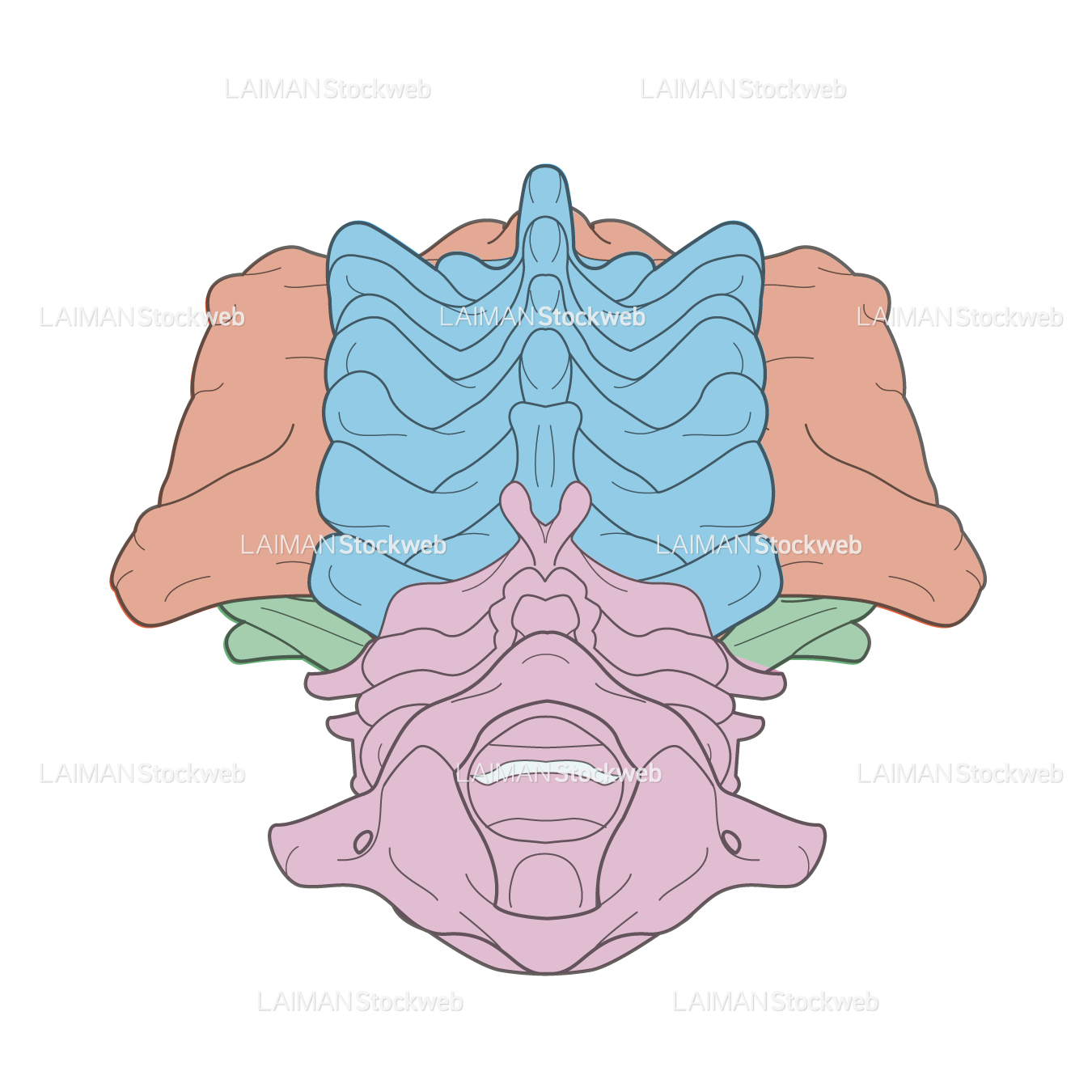 女性骨格 (脊椎 色分け 上面)