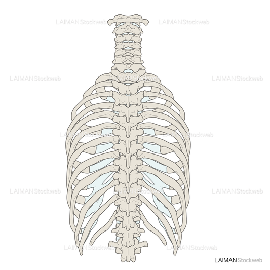 女性骨格 (胸郭 後面)