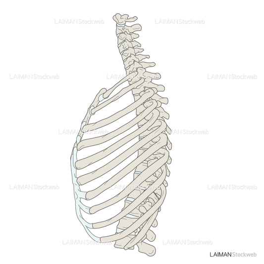 女性骨格 (胸郭 側面)