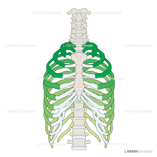 女性骨格 (肋骨 色分け 前面)