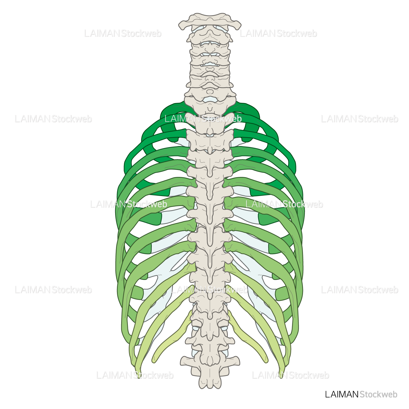 女性骨格 (肋骨 色分け 後面)