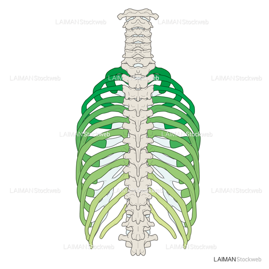 女性骨格 (肋骨 色分け 後面)