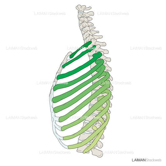 女性骨格 (肋骨 色分け 側面)