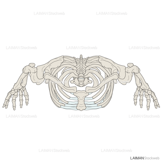 女性骨格 (上肢 胸郭あり 上面)