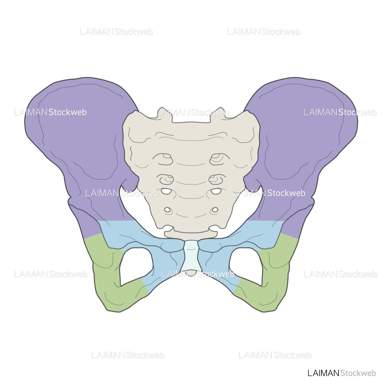 女性骨格 (骨盤 色分け 前面)