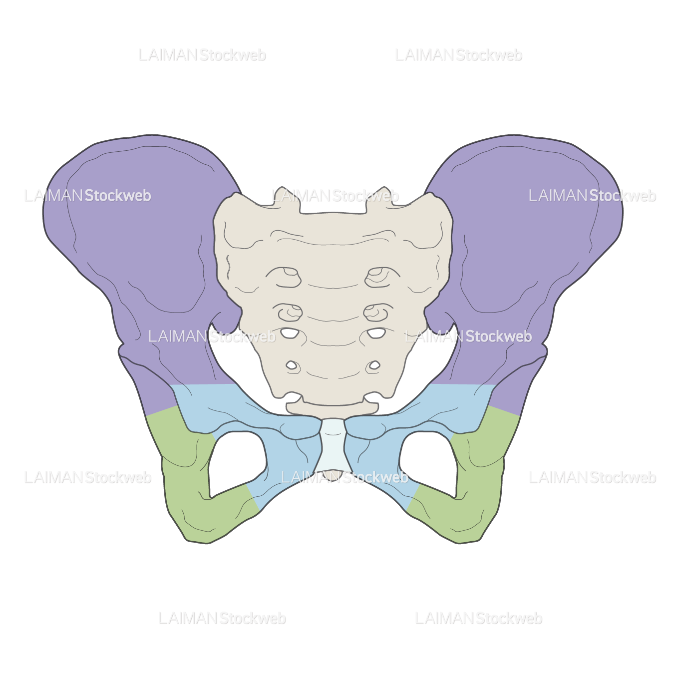 女性骨格 (骨盤 色分け 前面)