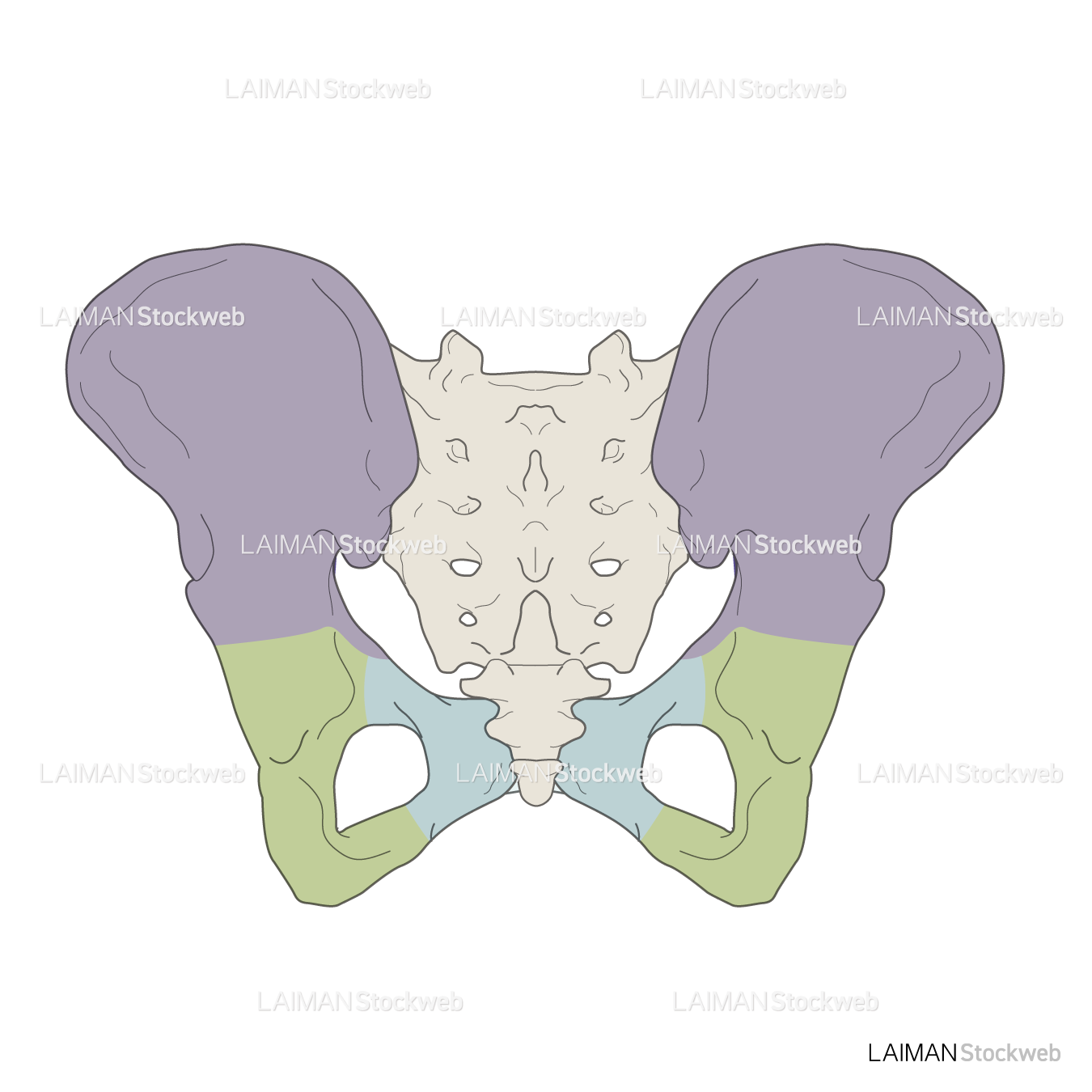 女性骨格 (骨盤 色分け 後面)