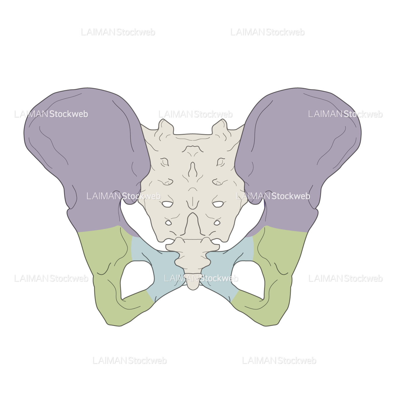 女性骨格 (骨盤 色分け 後面)