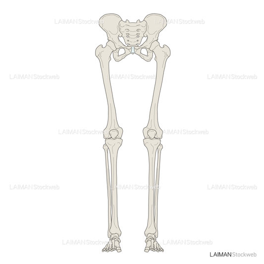 女性骨格 (下肢 骨盤あり 前面)
