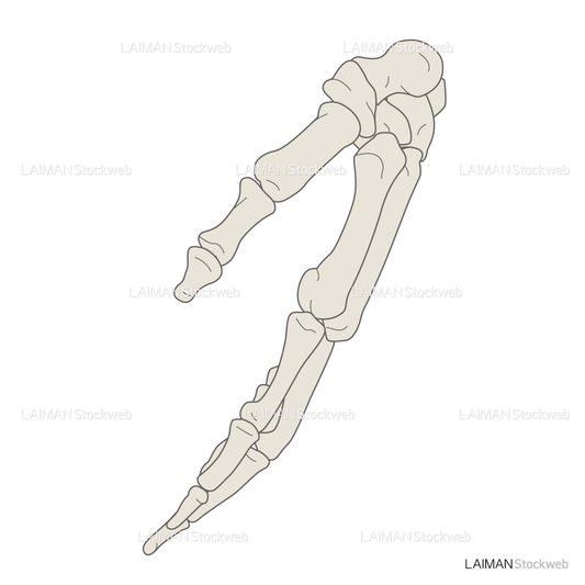 女性骨格 (手部 側面)
