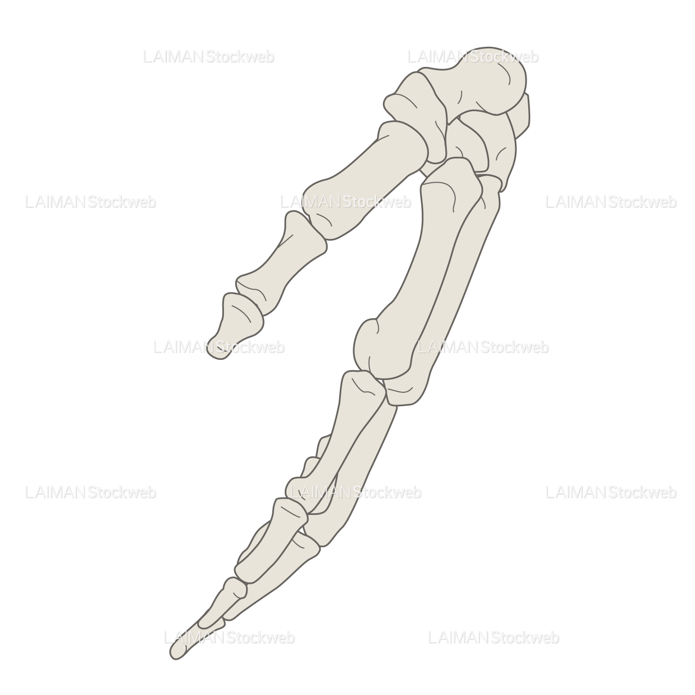 女性骨格 (手部 側面)