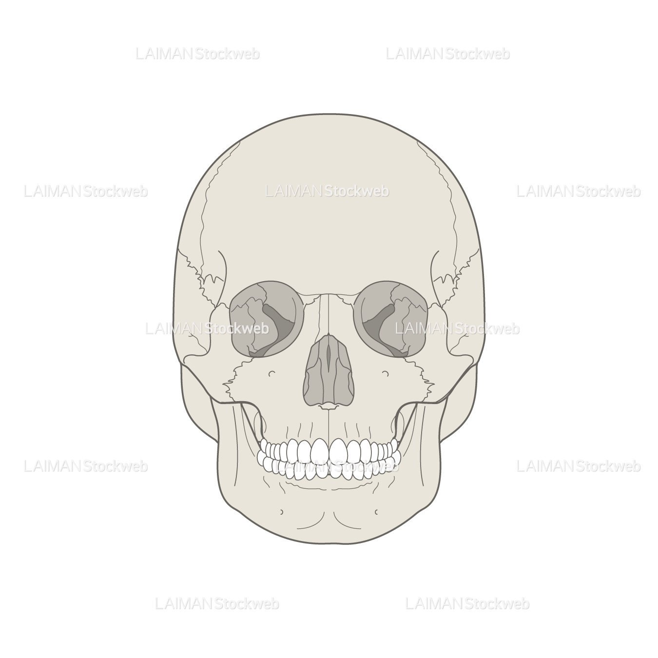 男性骨格 (頭蓋骨 前面)