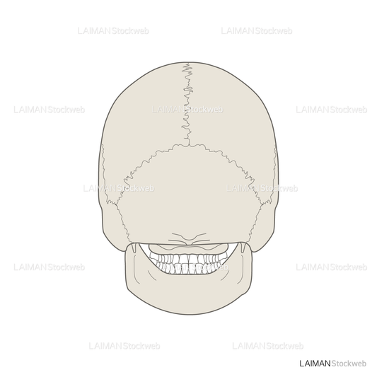 男性骨格 (頭蓋骨 後面)