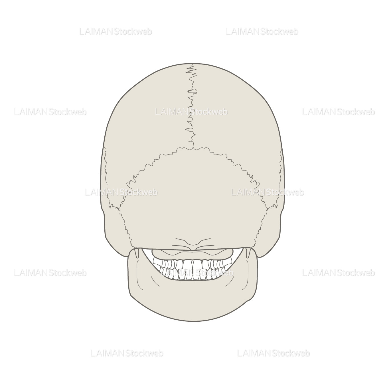 男性骨格 (頭蓋骨 後面)